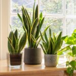 House Plants